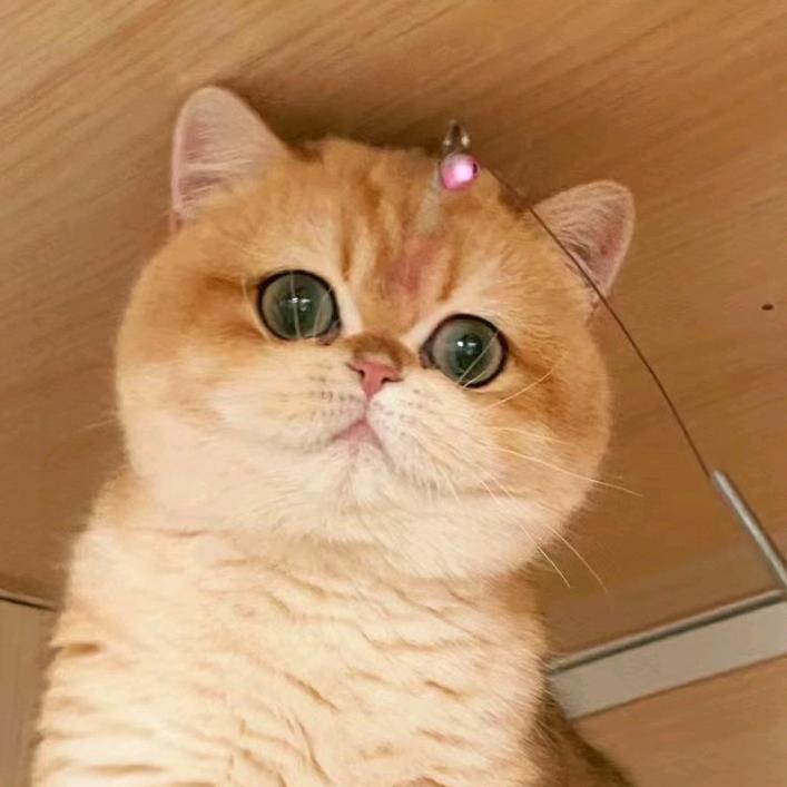 西蒙家的猫
