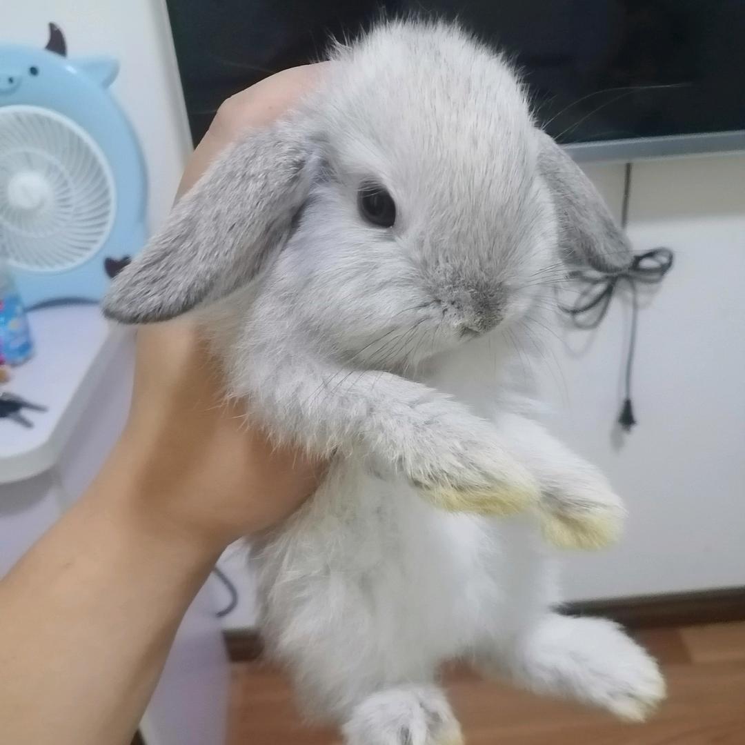 修呆呆家的兔叽