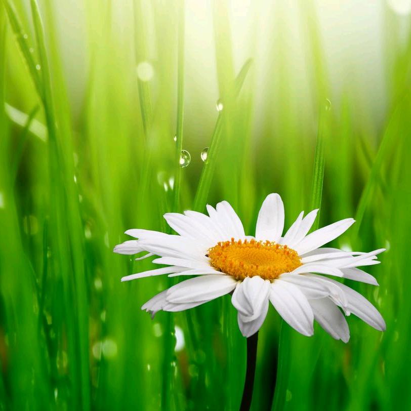 大珠小珠落玉盘