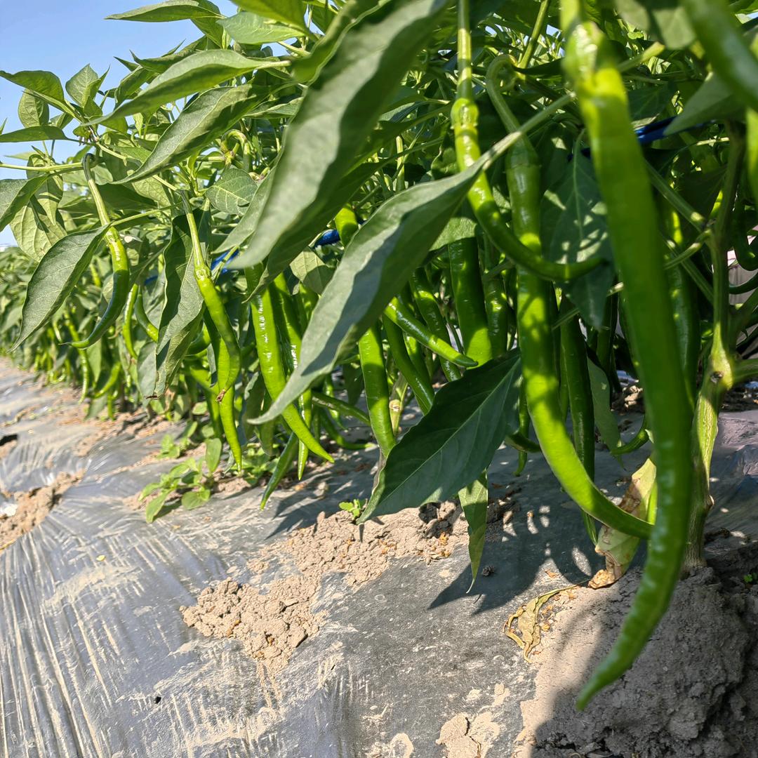 沃益德生鲜3号店