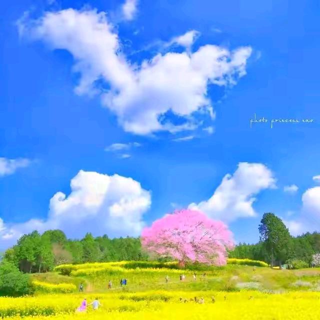 @春天的雪🍁🍃🍂🌾