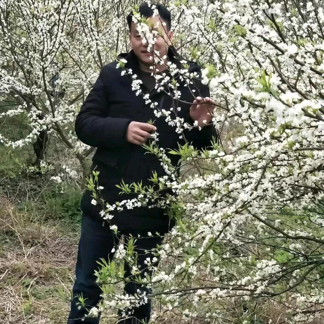 风游子
