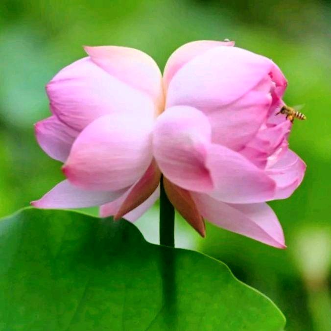 银河（独宠儿）   感恩老天护佑