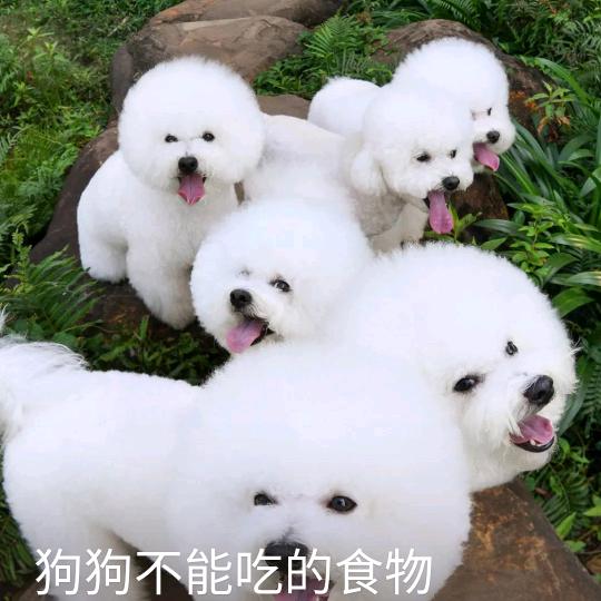 精灵乡约
