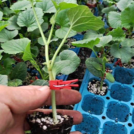 萍姐蔬菜种苗
