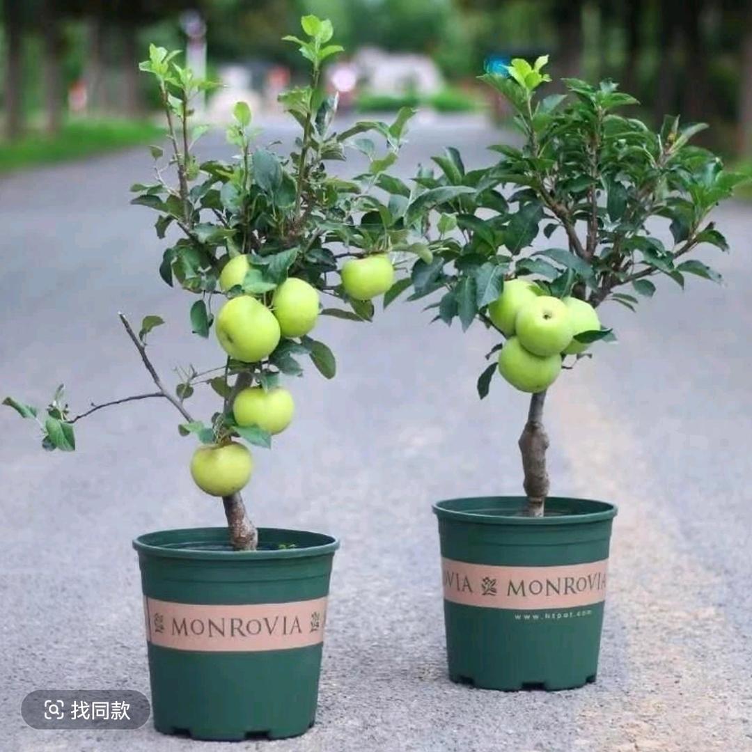 大振果树苗木专营店