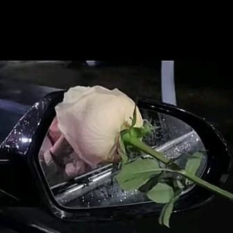 临夏  中奢行 樱桃