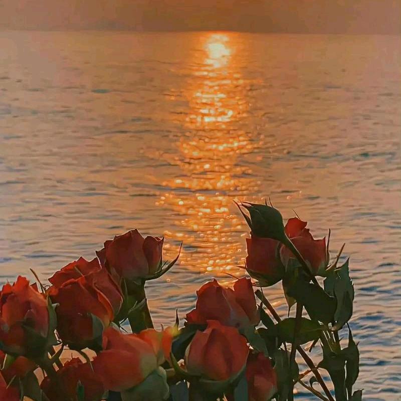 花儿和海真美！🌹💦