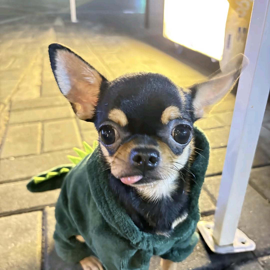 吉吉大王