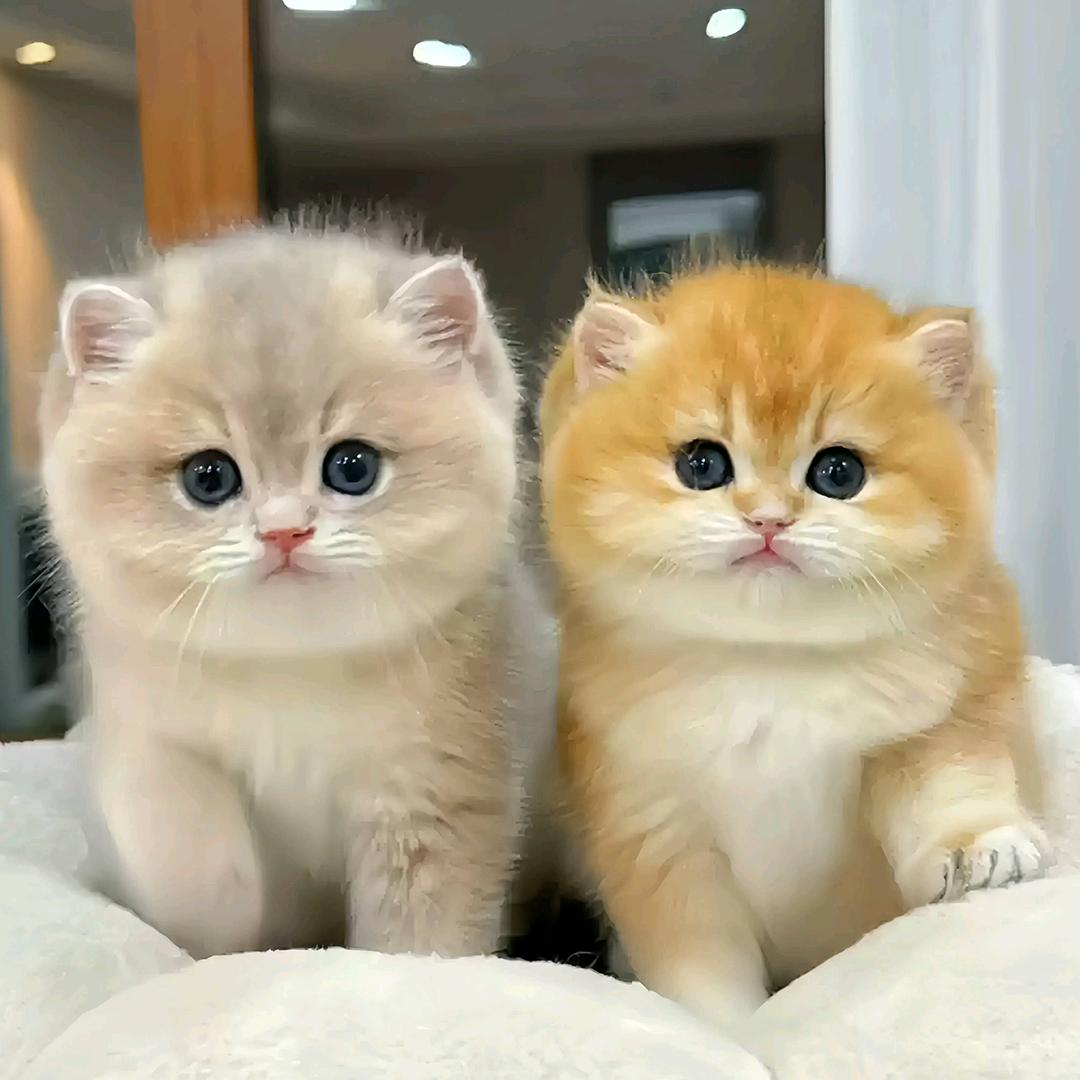 成都宠满满精品猫舍