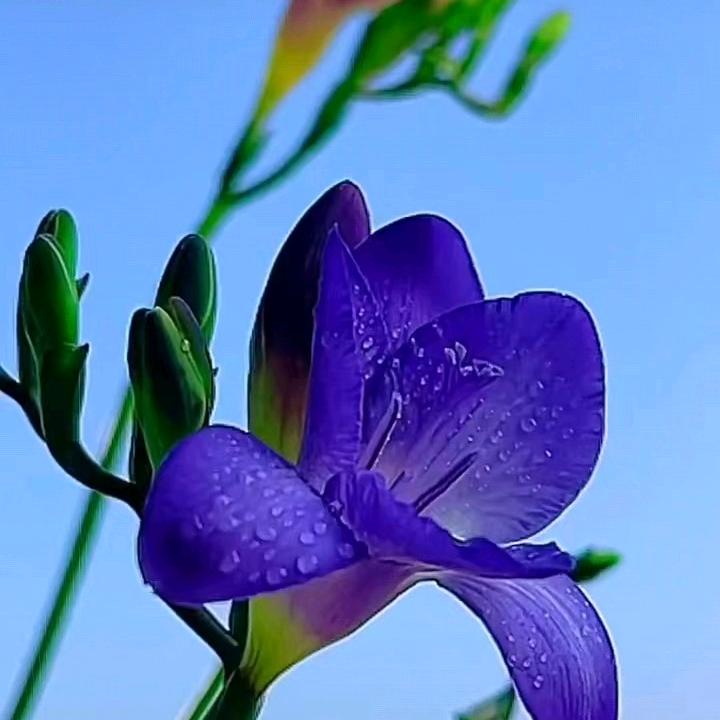 生如夏花至真至纯