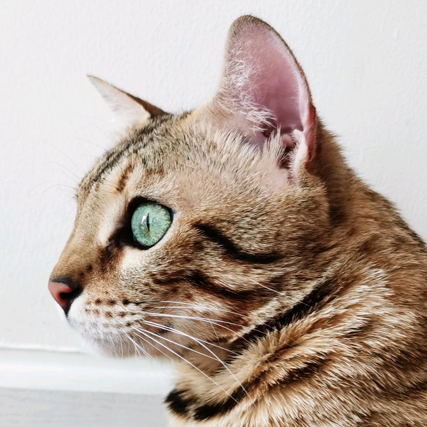 TheOne孟加拉豹猫