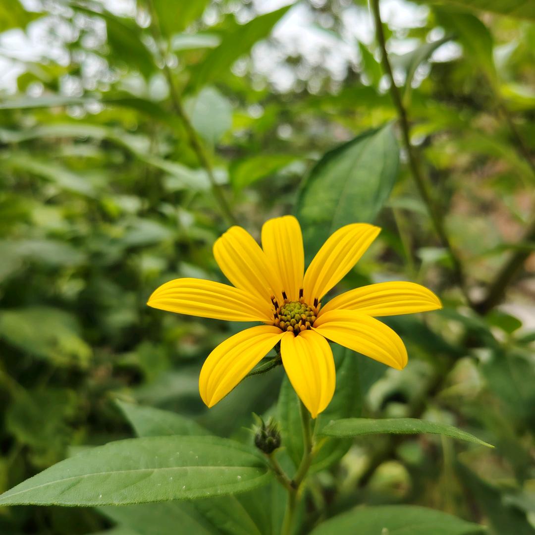 花语