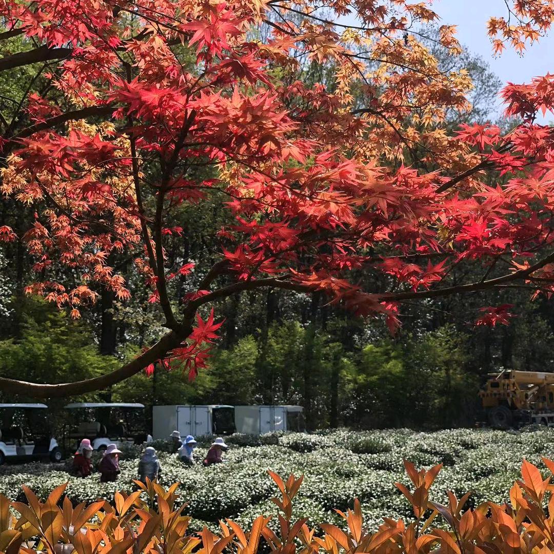 黄流美肤宝