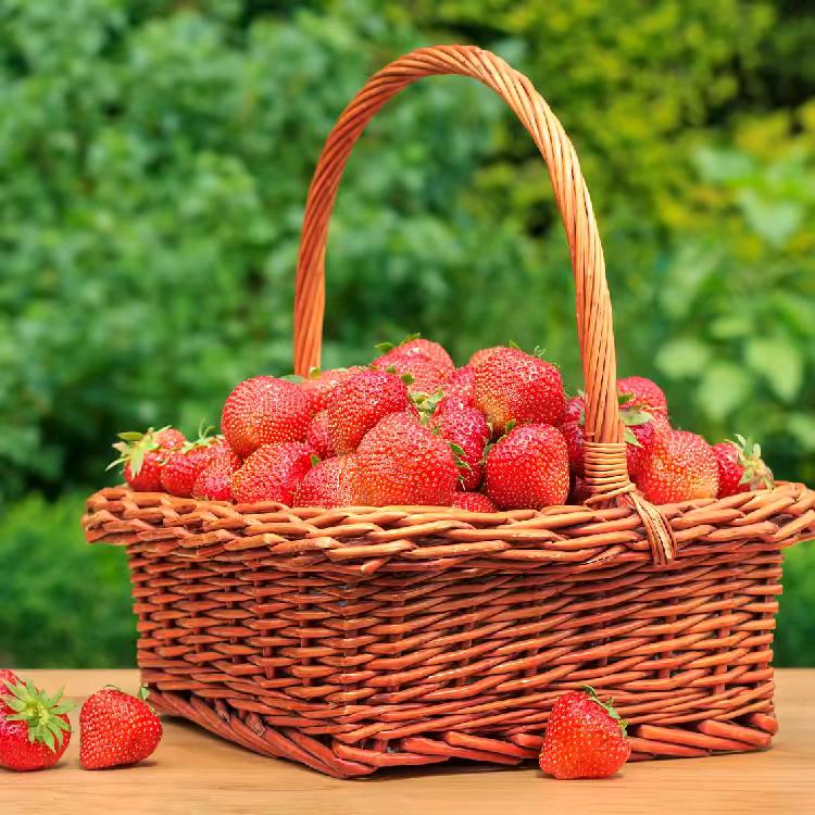 天天说草莓🍓
