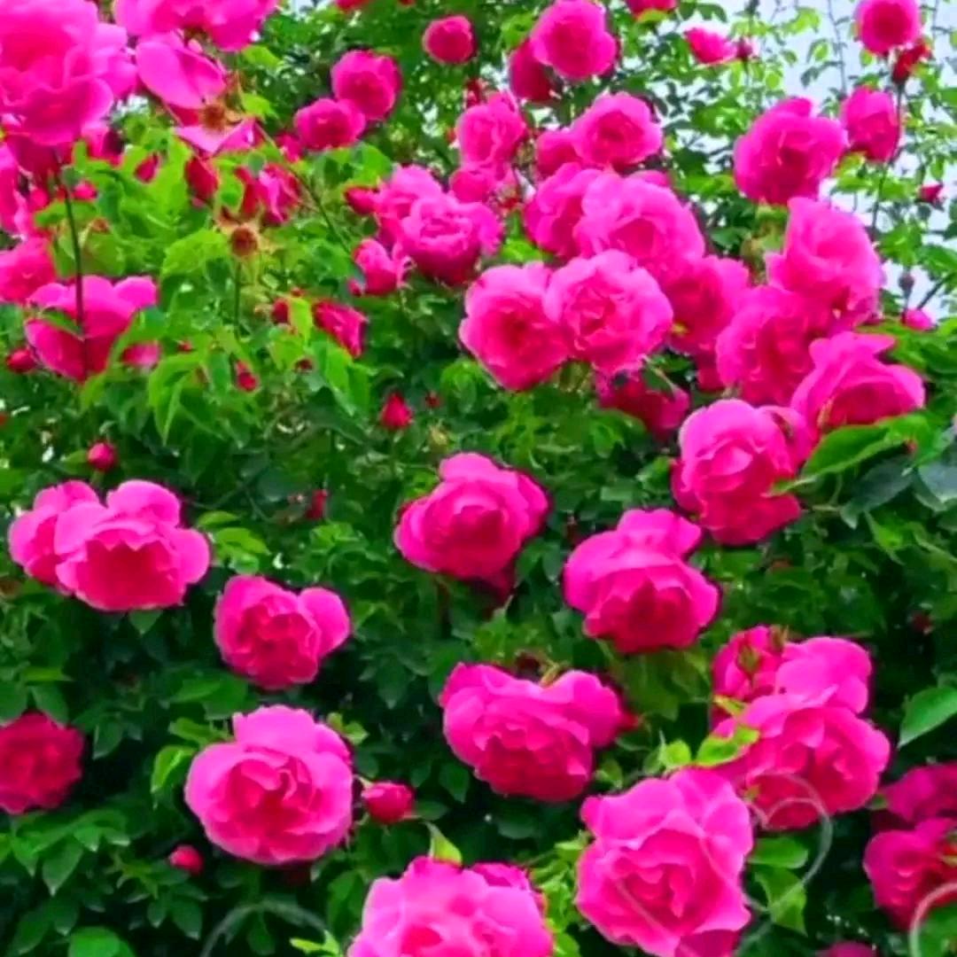 春暖花开🌸🌸