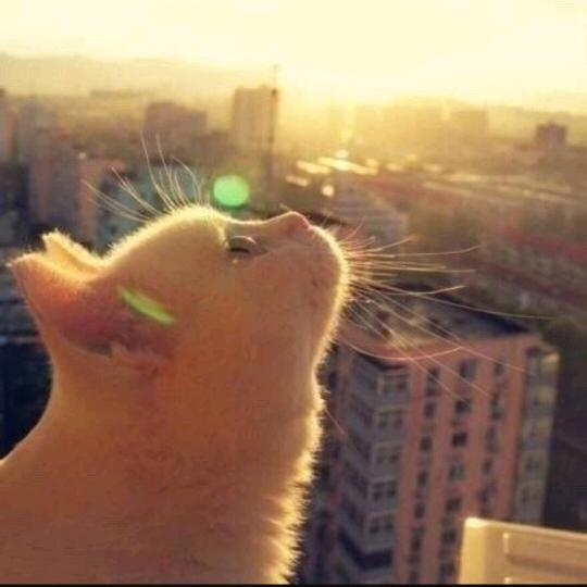 愿你所愿