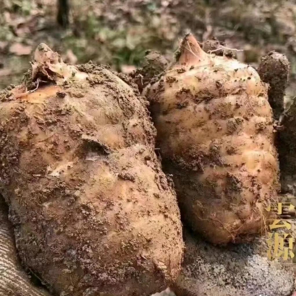 魅医植金圆圆滋补专卖店