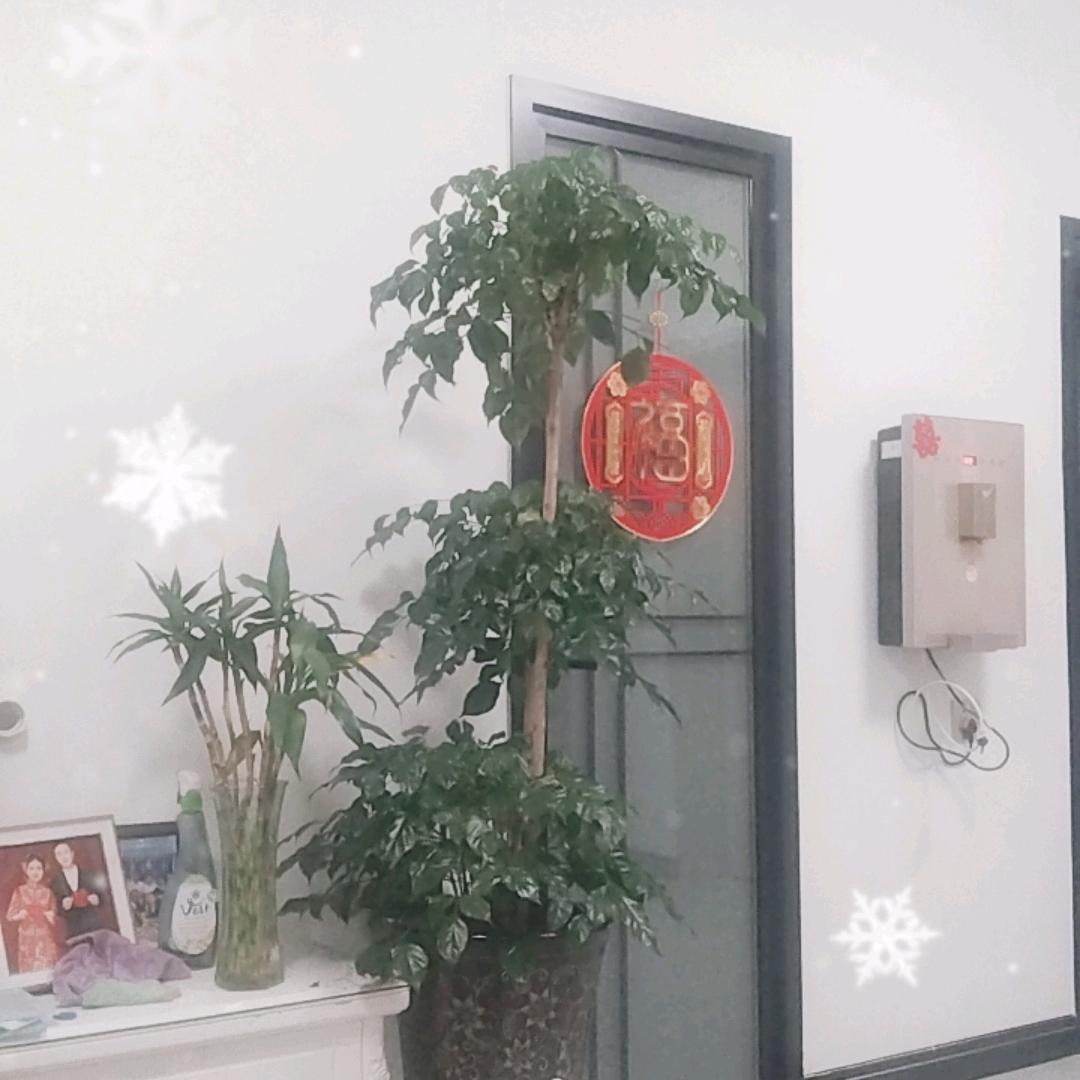 树军