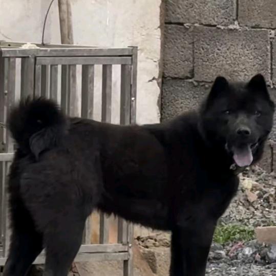 内黄县五黑犬土猎田园犬繁育