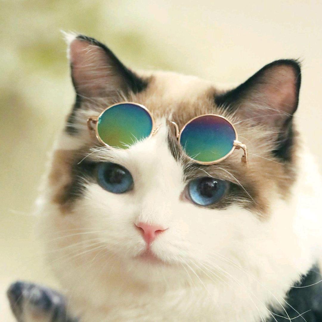小猫猫