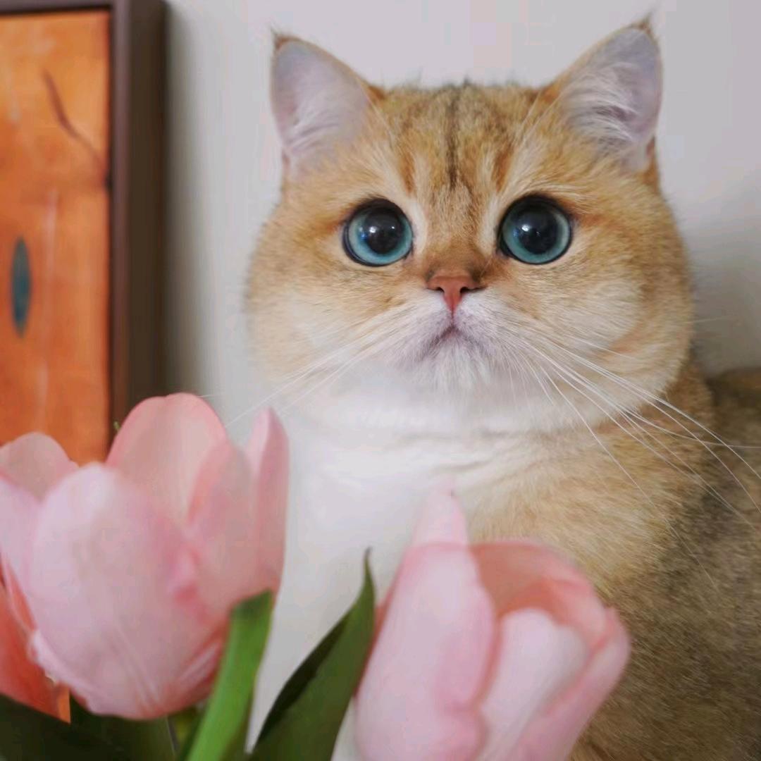 衣食无忧的猪咪