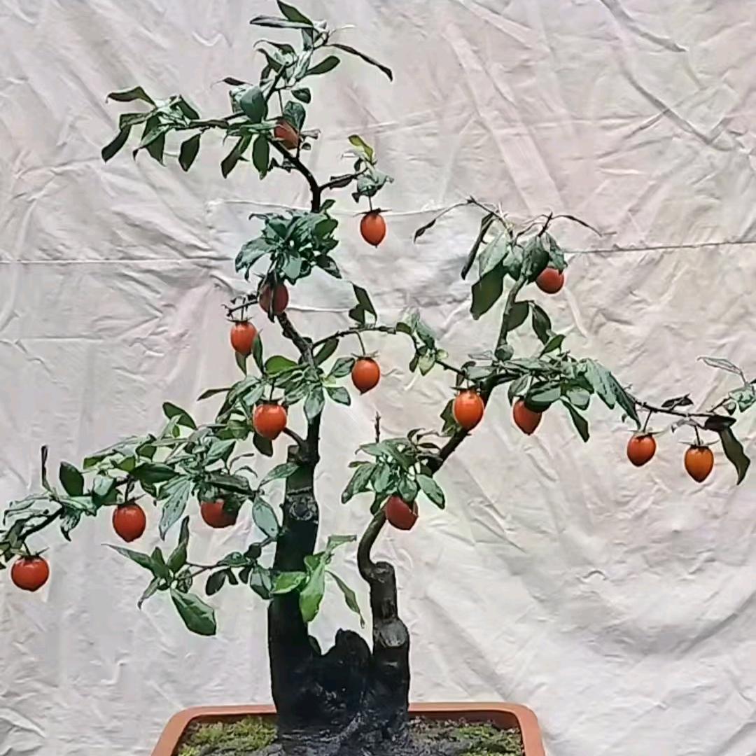 户外金弹子黑哥