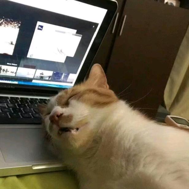 明天吃什么