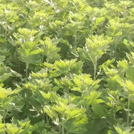 山西鼎艾农业-种植-回收