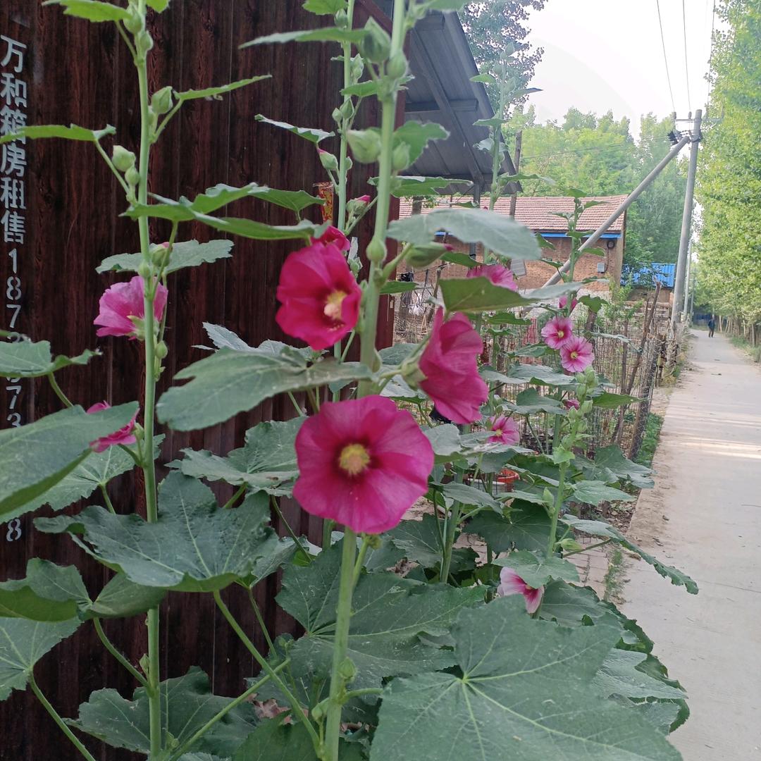 孙付集乡王岗王广付