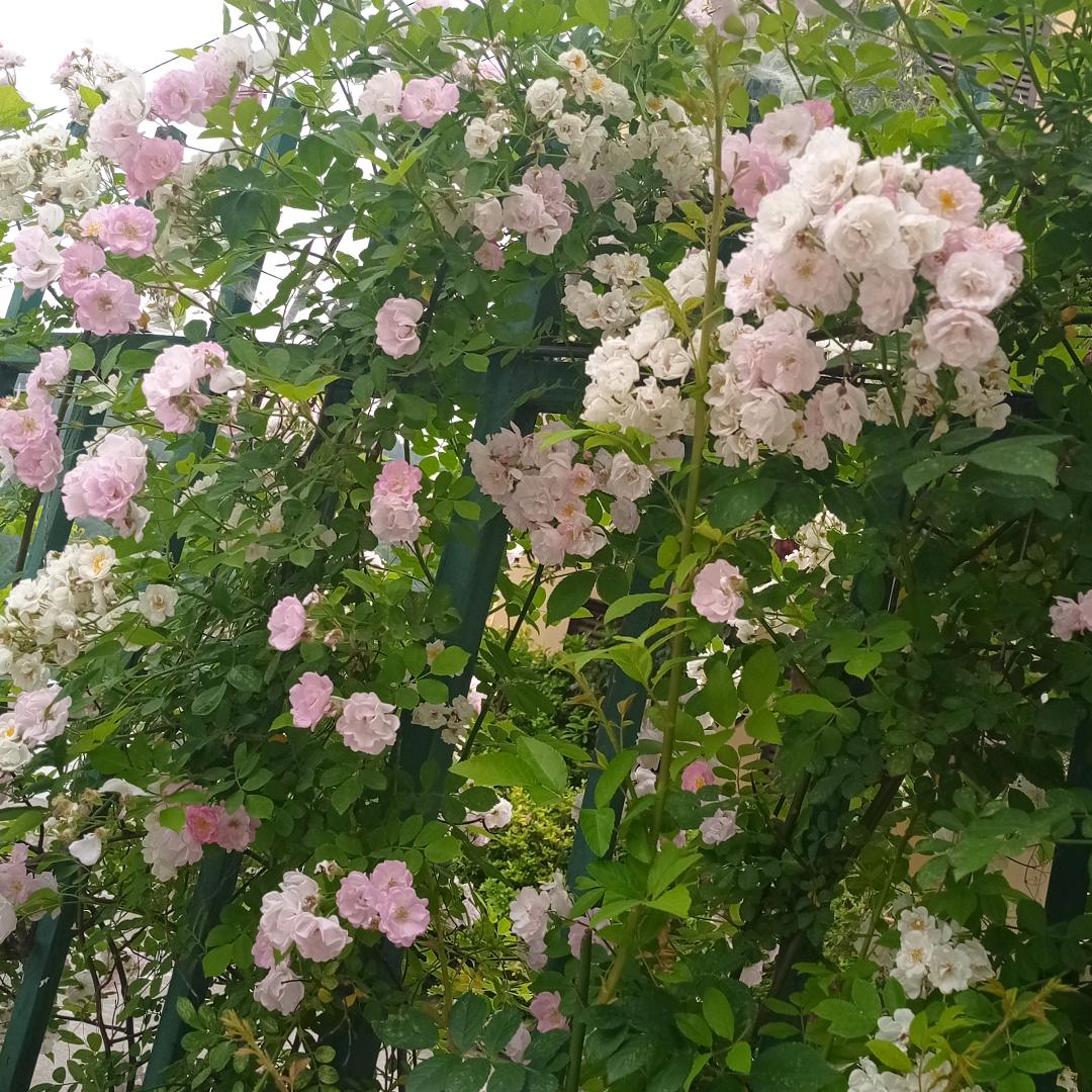 丨i