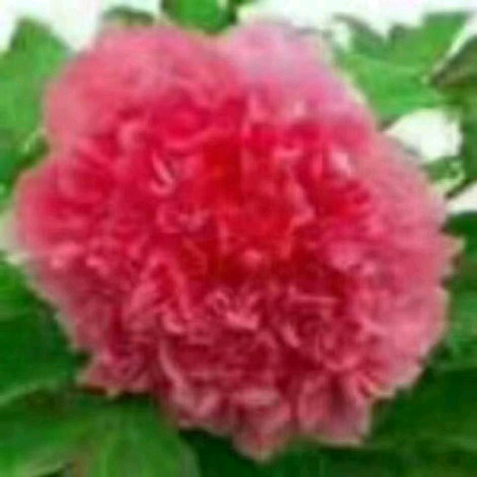 三月桃花开