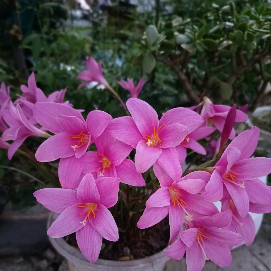 春暖花开(好物分享)