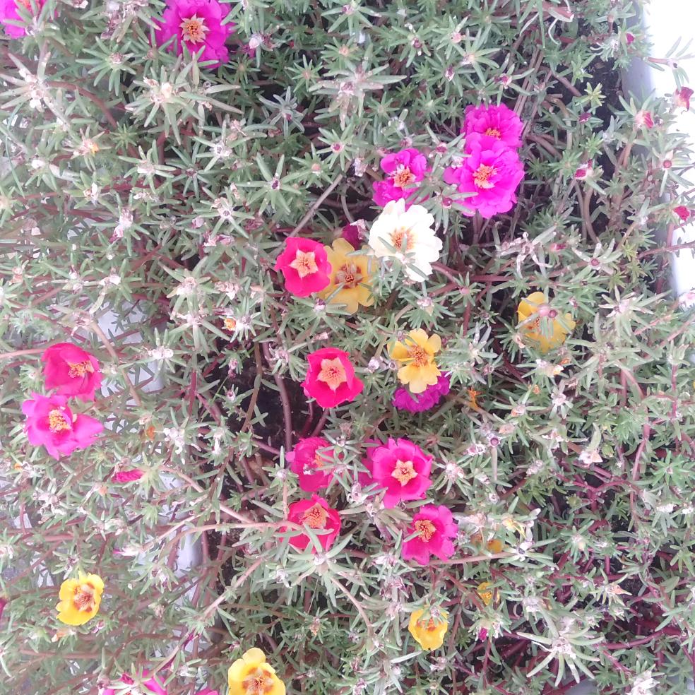 太阳早花