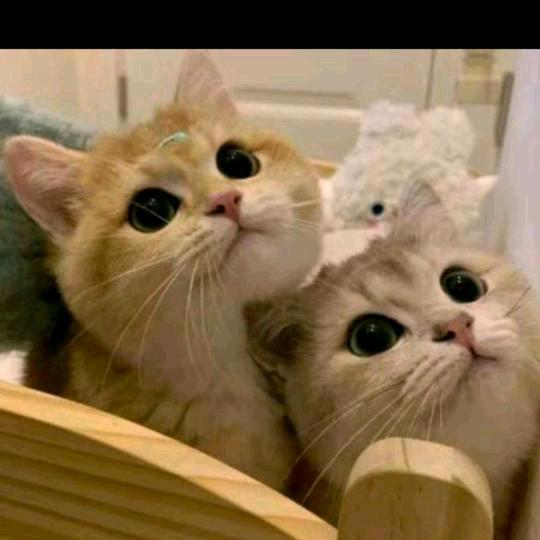 ；；；；；；；；；