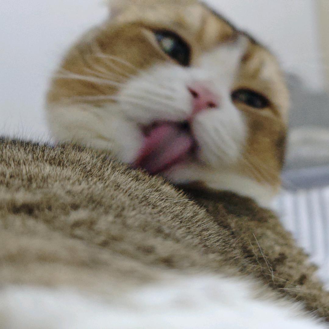 𝑳𝒊𝒐𝒏 𝑲𝒂𝒎