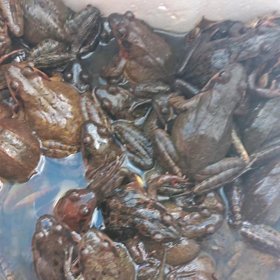 东北林蛙