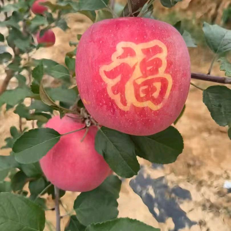 🍒骑着蜗牛追火箭🍒