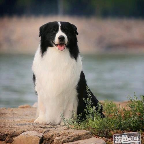 白月光犬舍(CKU认证边牧、西高地）