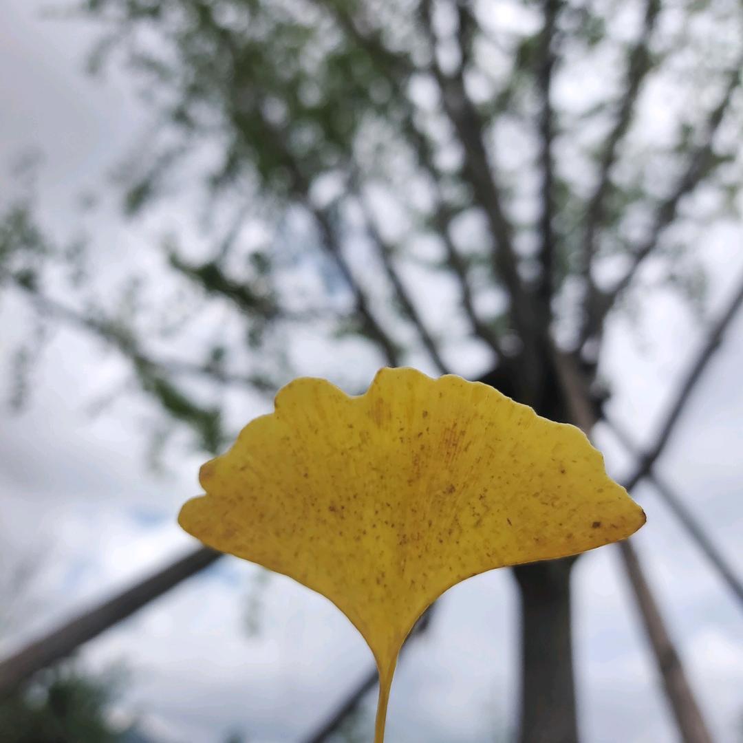 小草