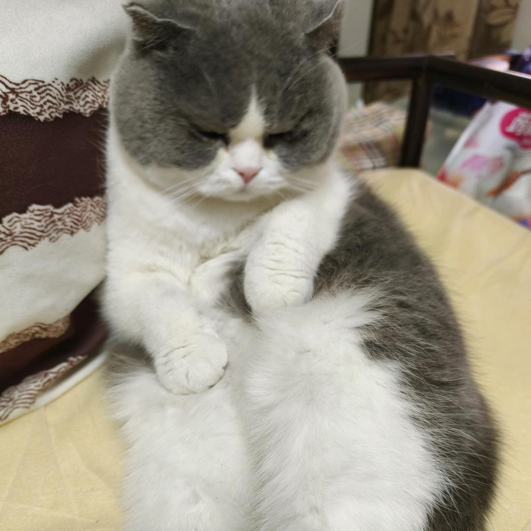 草莓墩墩