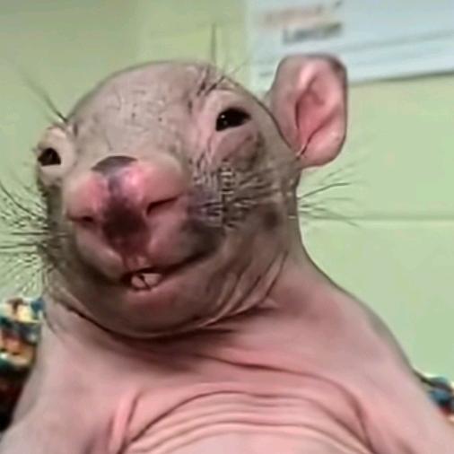 广东省廉江市良垌镇荔枝代办小麦