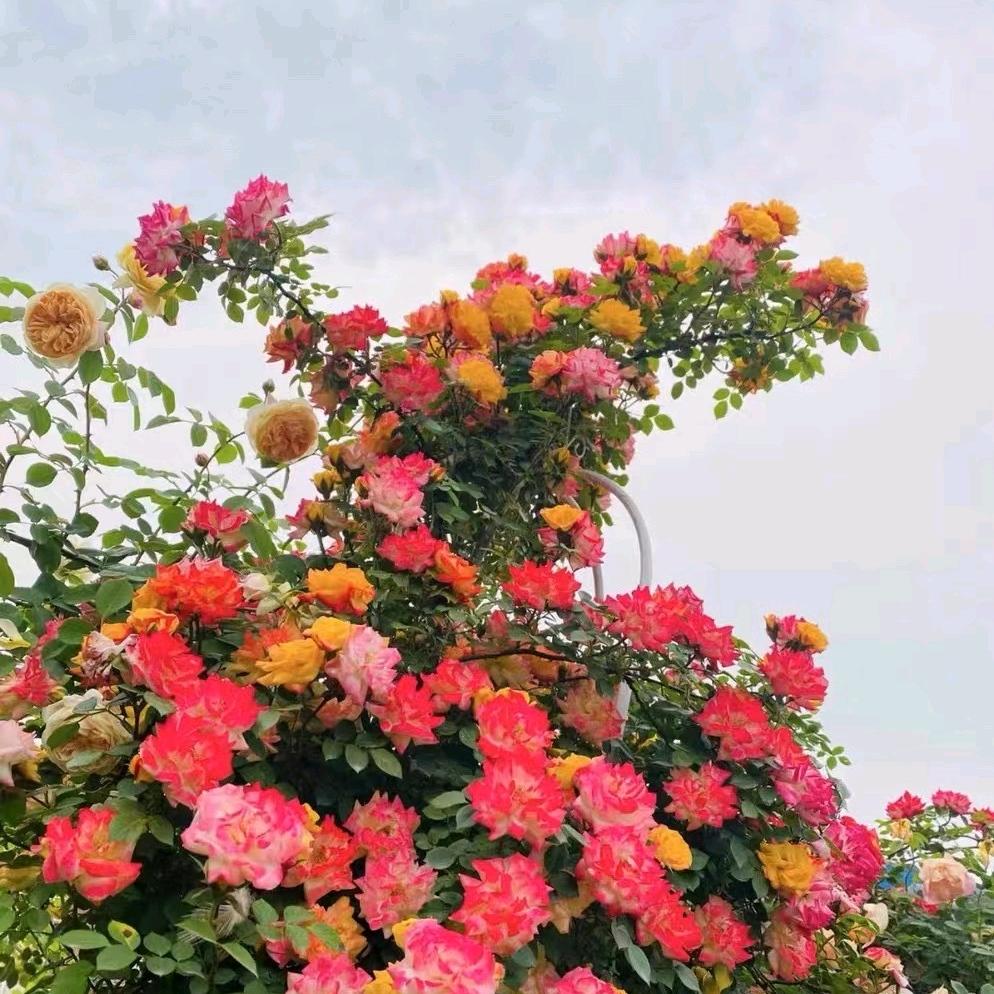 青青河边草