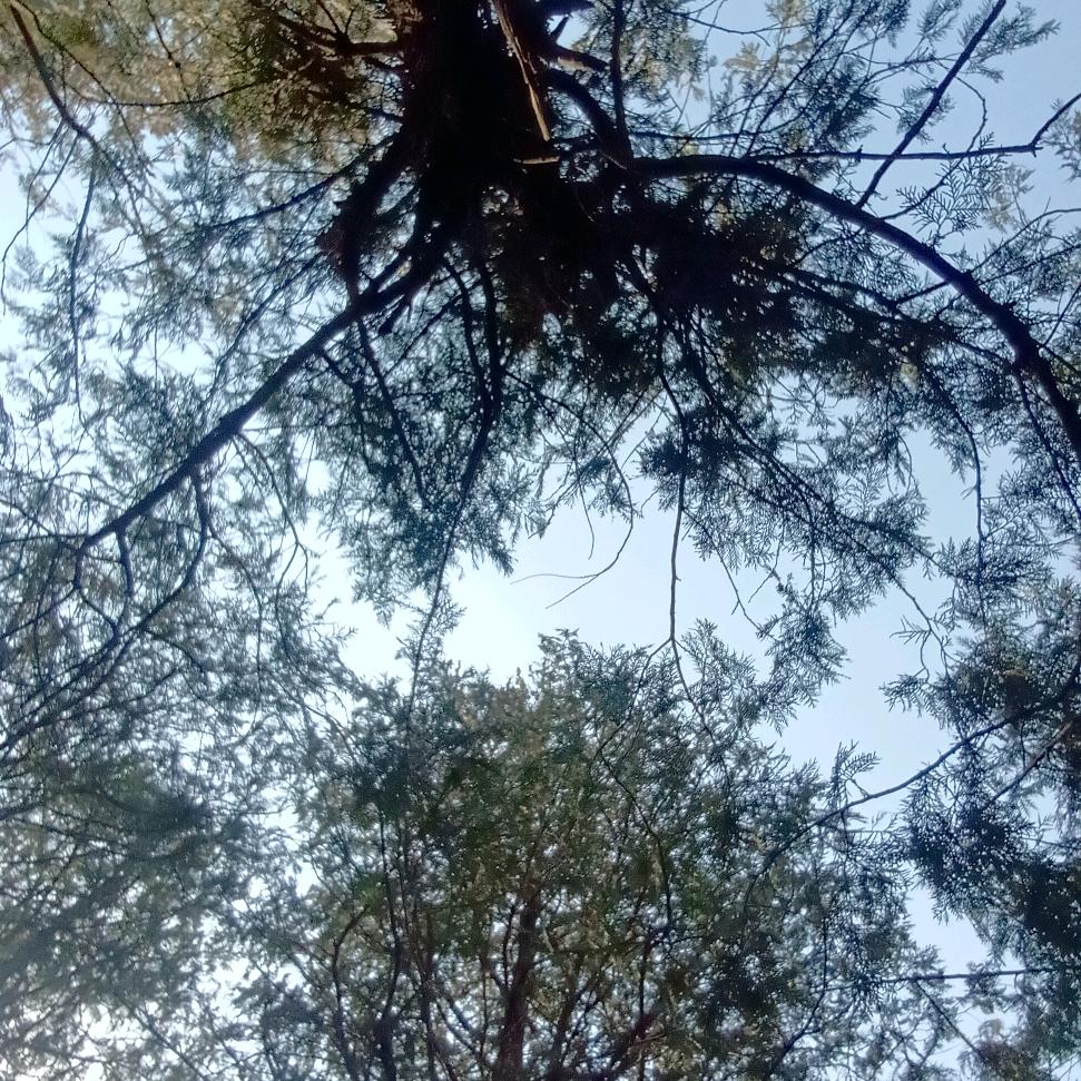 老A