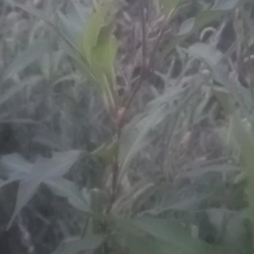 永远的爱