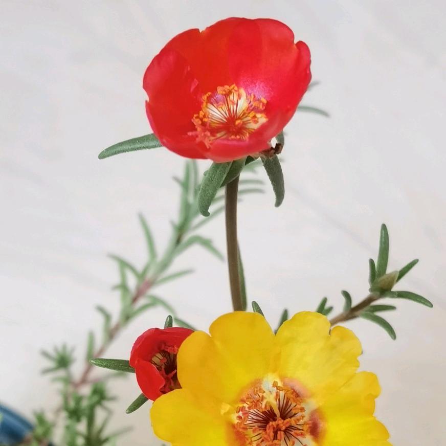 清香如茶