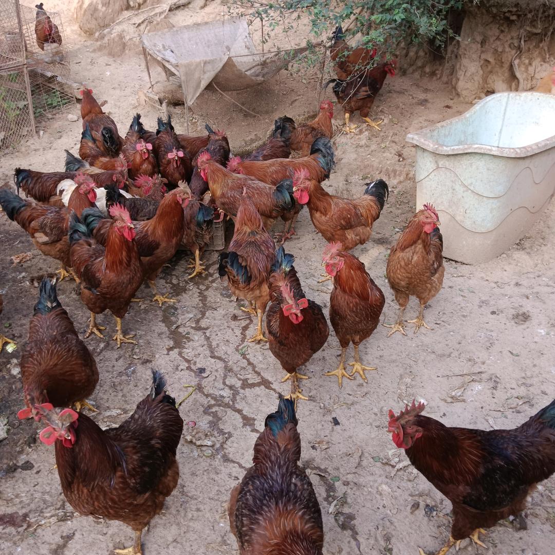 帮老爸老妈卖土公鸡，土鸡蛋