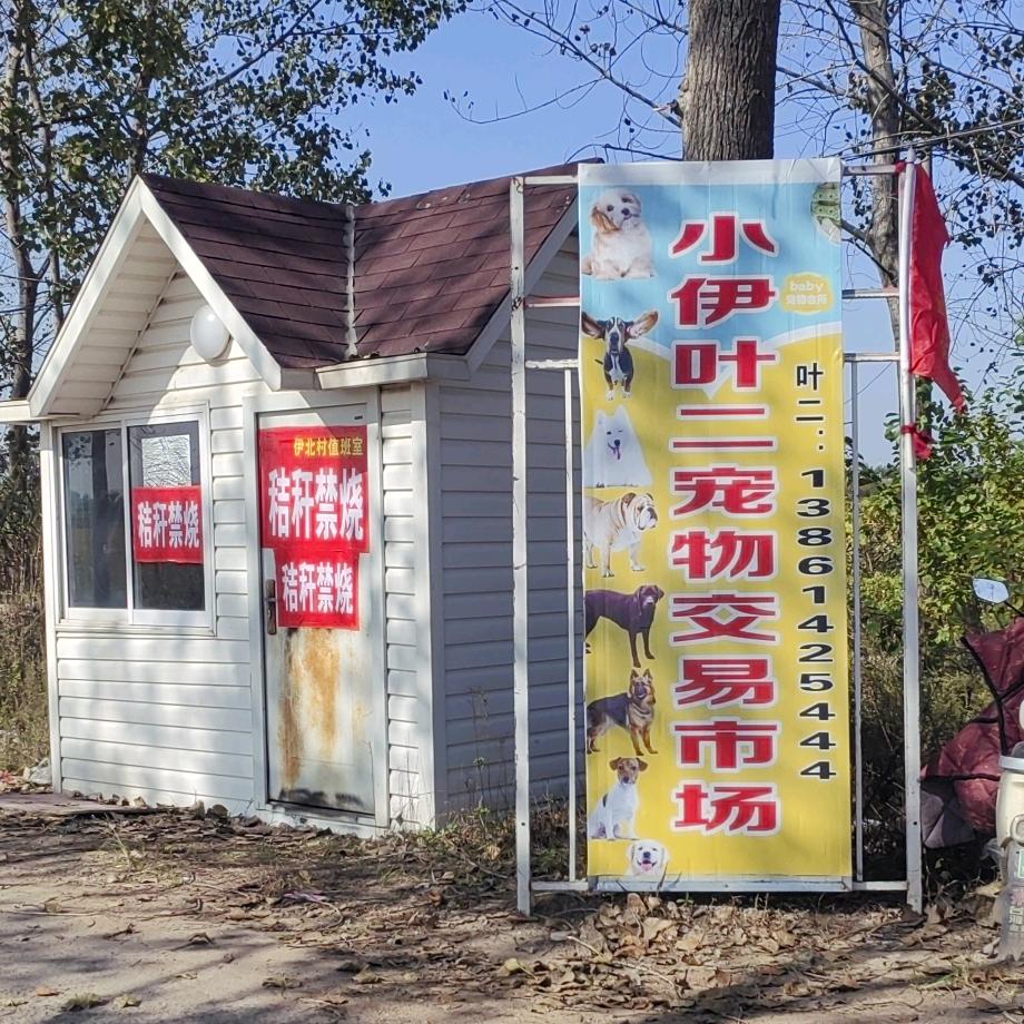 灌云叶二（星期两天小伊宠物市场）