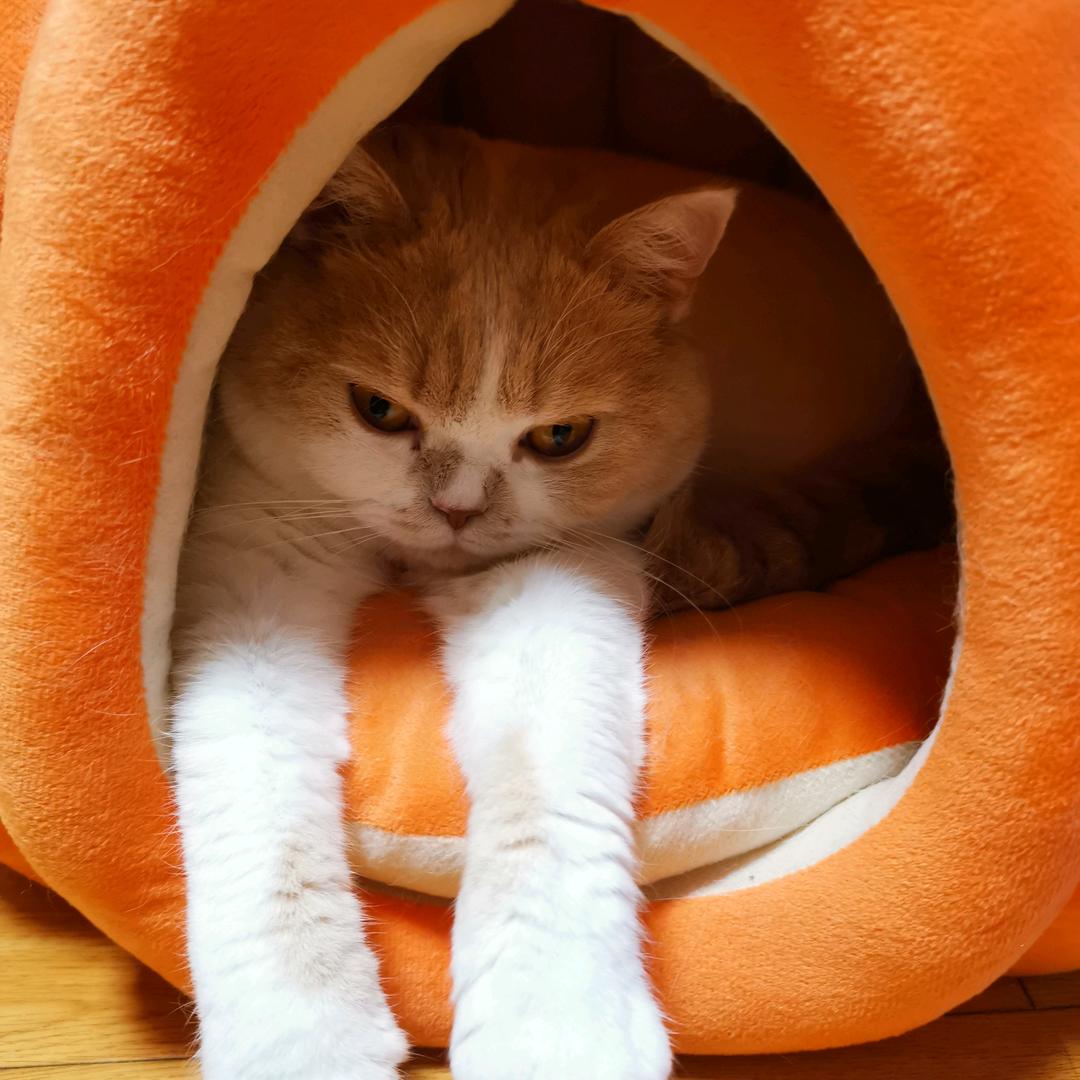 超级无敌小土豆