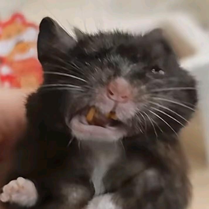 嘻嘻嘻  老实人